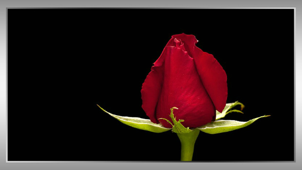 A single red rose with closed petals against a black background